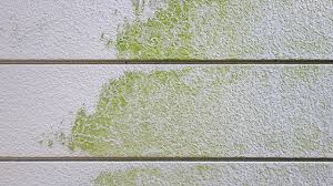 苔　外壁　外壁塗装